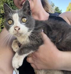 Found/Stray Female Cat last seen 20th St and Delaware, Santa Monica, CA 90404