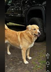 Lost Female Dog last seen Near Wooten ln, Johnston County, NC 27557
