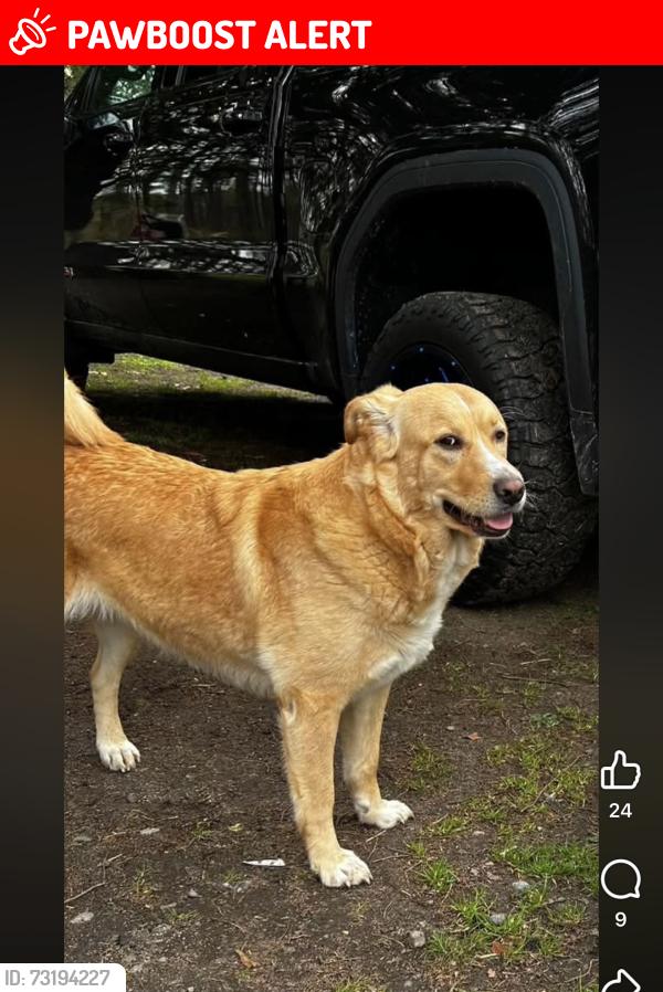 Lost Female Dog last seen Near Wooten ln, Johnston County, NC 27557