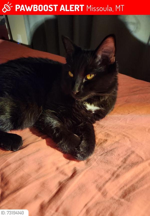 Lost Male Cat last seen Bridgecourt Way Missoula, Missoula, MT 59801