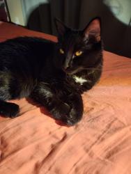 Lost Male Cat last seen Bridgecourt Way Missoula, Missoula, MT 59801