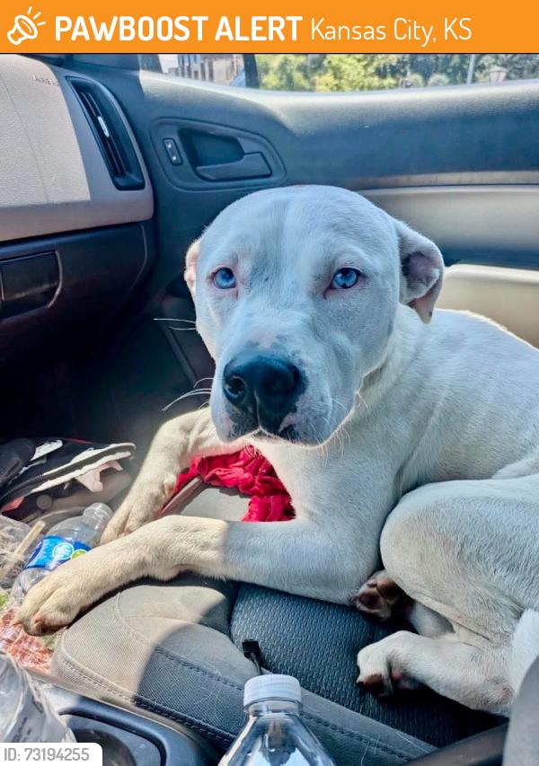 Rehomed Female Dog last seen 20th Kansas Avenue, Kansas City, KS 66106