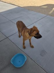 Found/Stray Male Dog last seen Willow wells, Lucerne Valley, CA 92356