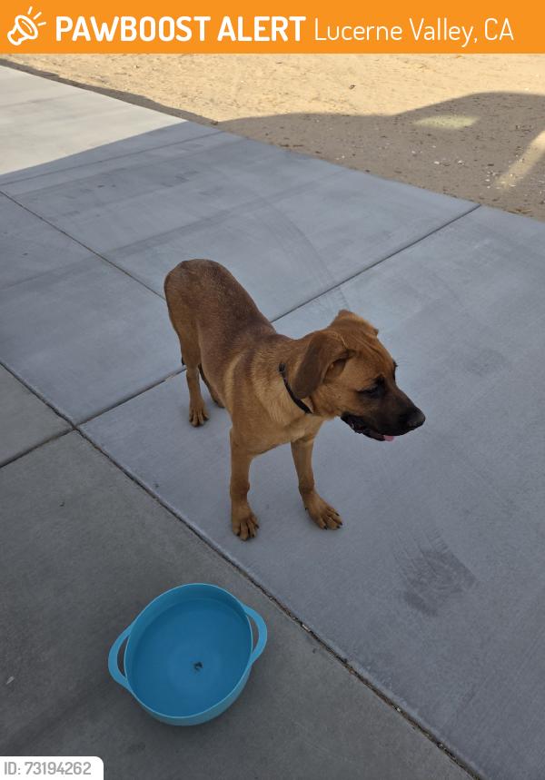 Found/Stray Male Dog last seen Willow wells, Lucerne Valley, CA 92356