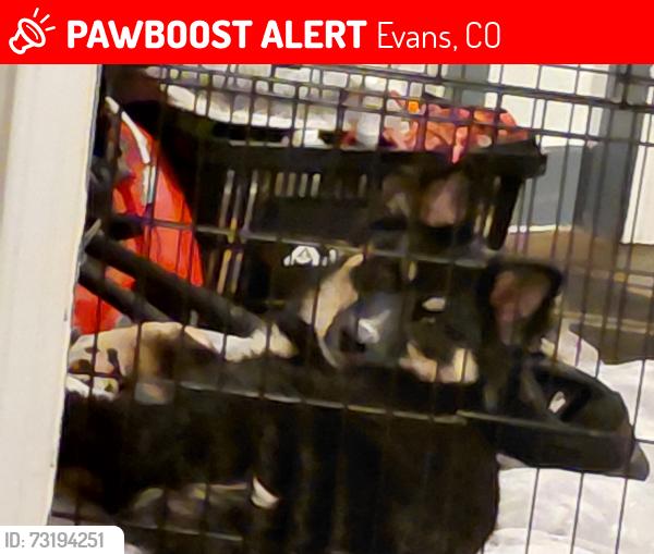 Lost Male Dog last seen Near Pueblo Street, Evans, Colorado, Evans, CO 80620