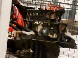 Lost Male Dog last seen Near Pueblo Street, Evans, Colorado, Evans, CO 80620