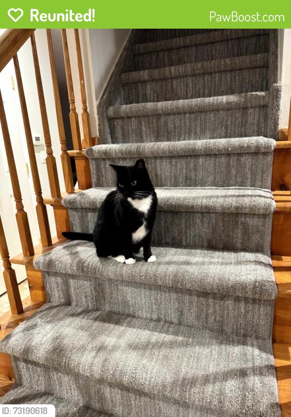 Reunited Male Cat last seen Darlington Ave and Jean St, Ramsey, NJ 07446