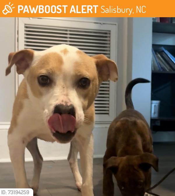 Found/Stray Female Dog last seen Gold Knob Rd where it dead ends into St Peter’s Church Rd, Salisbury, NC 28146