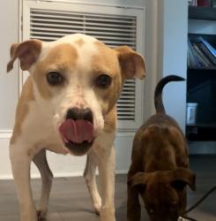 Found/Stray Female Dog last seen Gold Knob Rd where it dead ends into St Peter’s Church Rd, Salisbury, NC 28146