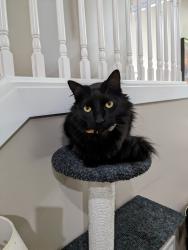 Reunited Male Cat last seen Near Viera Dr, Swannanoa, NC 28778, USA, Swannanoa, NC 28778
