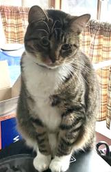 Lost Female Cat last seen Highpoint drive, Bartonsville, PA 18321