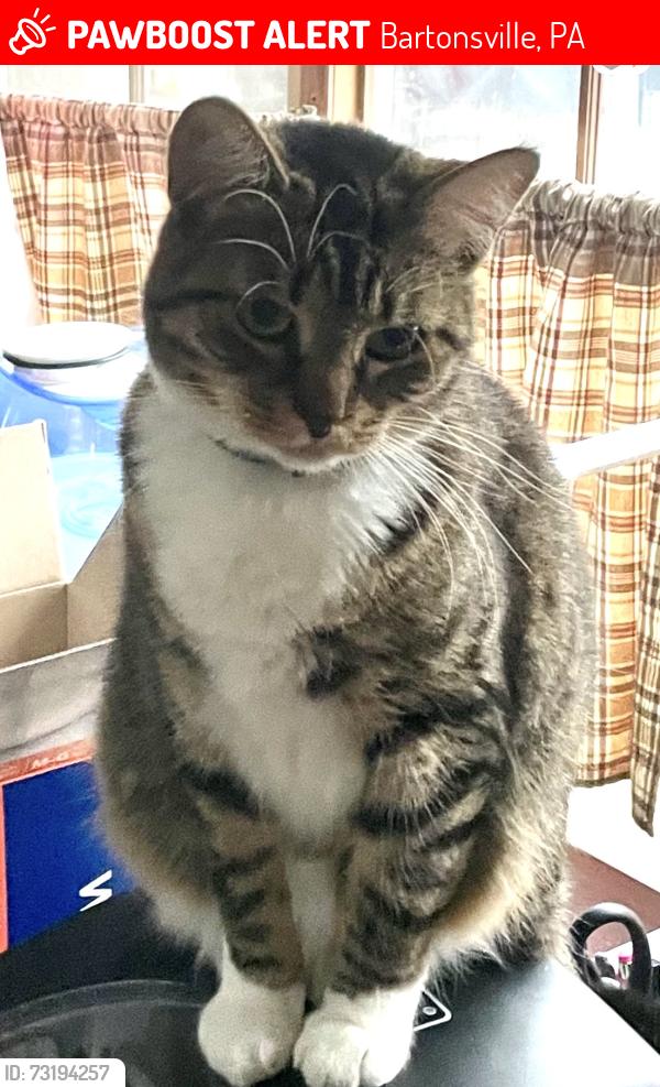 Lost Female Cat last seen Highpoint drive, Bartonsville, PA 18321