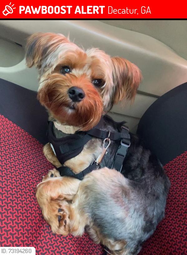 Lost Male Dog last seen flt shoals/ Candler, Decatur, GA 30034