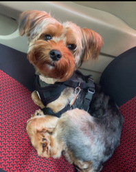 Lost Male Dog last seen flt shoals/ Candler, Decatur, GA 30034