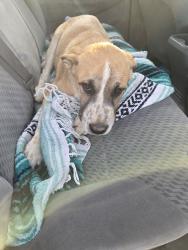Found/Stray Male Dog last seen Willoe wells, Lucerne Valley, CA 92356