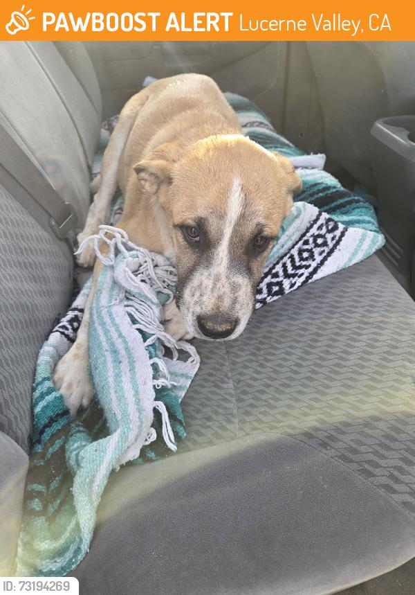 Found/Stray Male Dog last seen Willoe wells, Lucerne Valley, CA 92356