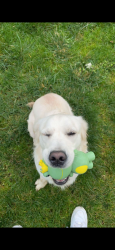 Lost Female Dog last seen 128th st, Puyallup, WA 98373