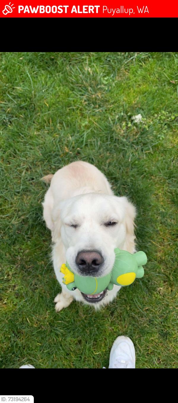 Lost Female Dog last seen 128th st, Puyallup, WA 98373