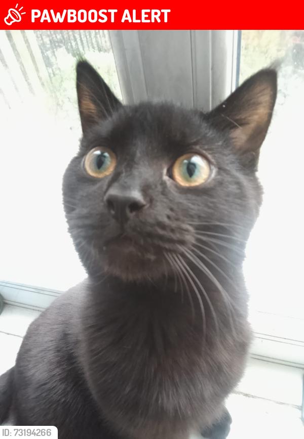Lost Male Cat last seen Highfields south street Doncaster, South Yorkshire, England 