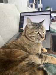 Lost Female Cat last seen Chianti Street, Saratoga Springs, UT 84045