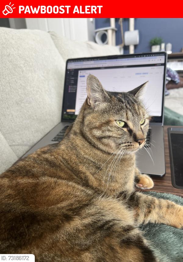 Lost Female Cat last seen Chianti Street, Saratoga Springs, UT 84045