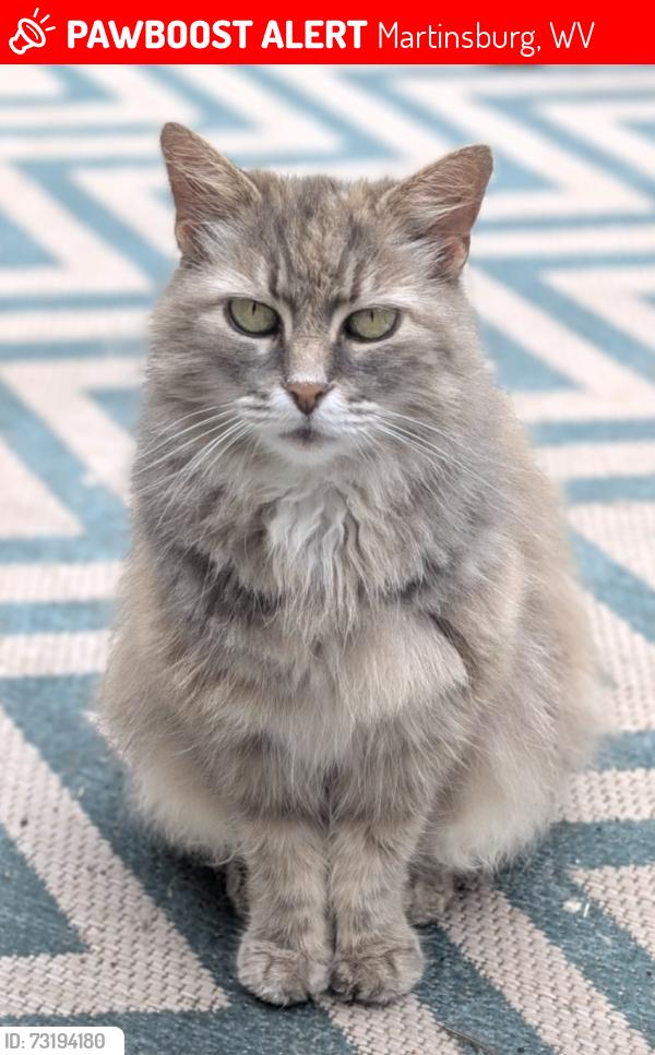 Lost Female Cat last seen Hanshew Lane off Berkeley Station Rd, Martinsburg, WV 25404