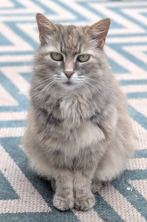 Lost Female Cat last seen Hanshew Lane off Berkeley Station Rd, Martinsburg, WV 25404