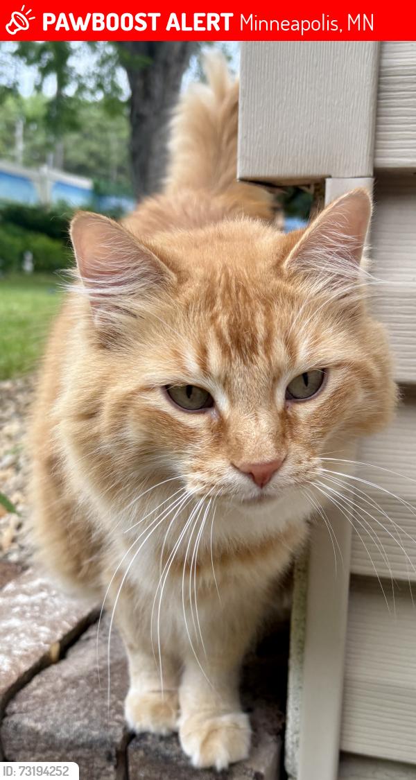 Lost Male Cat last seen 36th ave N & Decatur ave n, Minneapolis, MN 55427