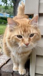 Lost Male Cat last seen 36th ave N & Decatur ave n, Minneapolis, MN 55427