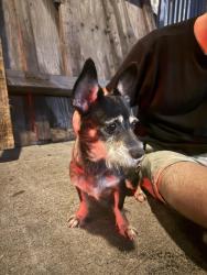 Reunited Male Dog last seen Denby and Blake, Los Angeles, CA 90039