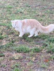 Lost Male Cat last seen Eller Ford Rd, Weaverville, NC 28787