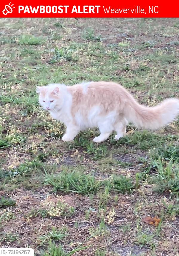 Lost Male Cat last seen Eller Ford Rd, Weaverville, NC 28787