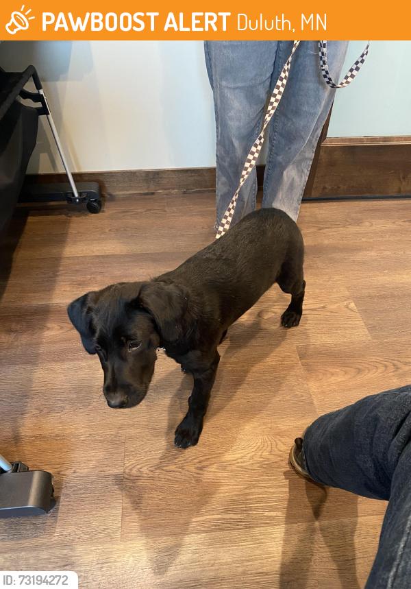 Found/Stray Female Dog last seen Lismore, Duluth, MN 55804