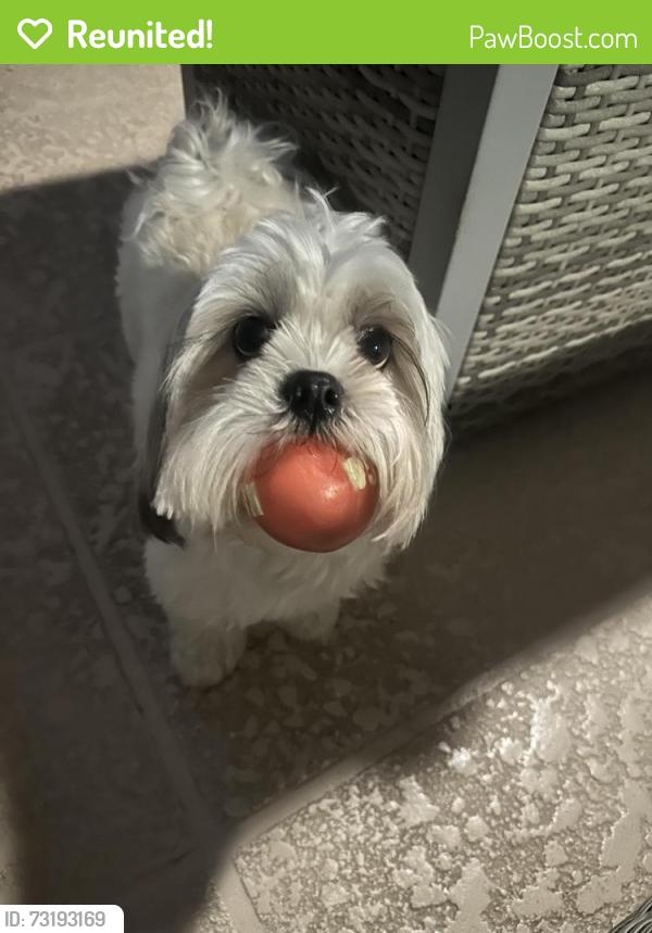 Reunited Female Dog last seen Near SW 186th Terrace, Miami, FL 33177, USA, Miami, FL 33177