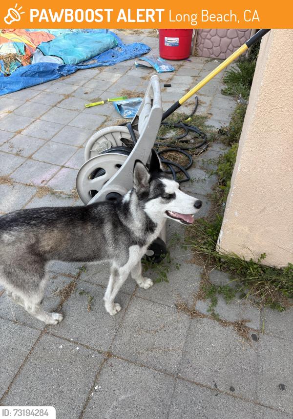 Found/Stray Female Dog last seen Santa Fe and cameron, Long Beach, CA 90810