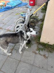 Found/Stray Female Dog last seen Santa Fe and cameron, Long Beach, CA 90810