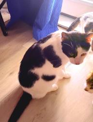 Reunited Male Cat last seen Stage stop campground, Winter Garden, FL 34787