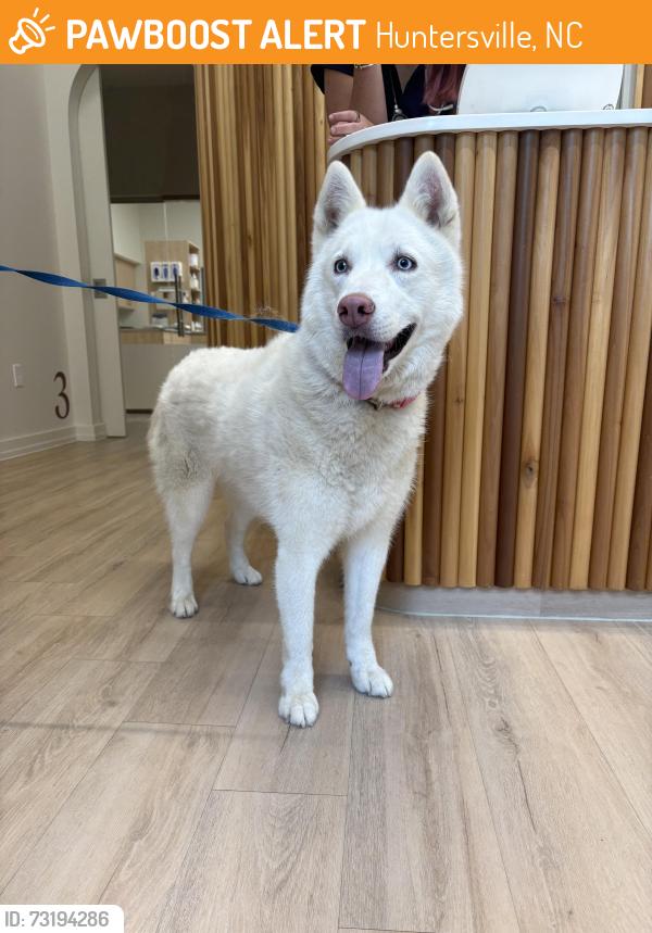Found/Stray Female Dog last seen Rosedale shopping center, Huntersville, NC 28078