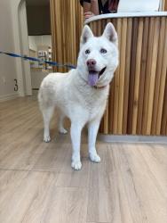Found/Stray Female Dog last seen Rosedale shopping center, Huntersville, NC 28078