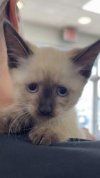 Lost Female Cat last seen Alred Circle He Hendersonville , TN, Hendersonville, TN 37075