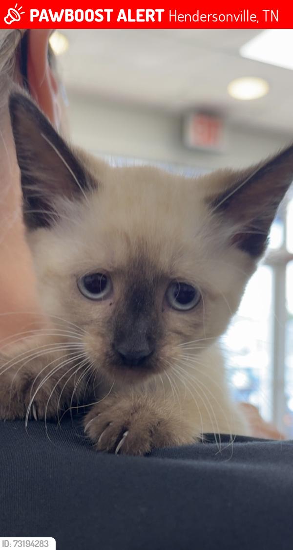 Lost Female Cat last seen Alred Circle He Hendersonville , TN, Hendersonville, TN 37075