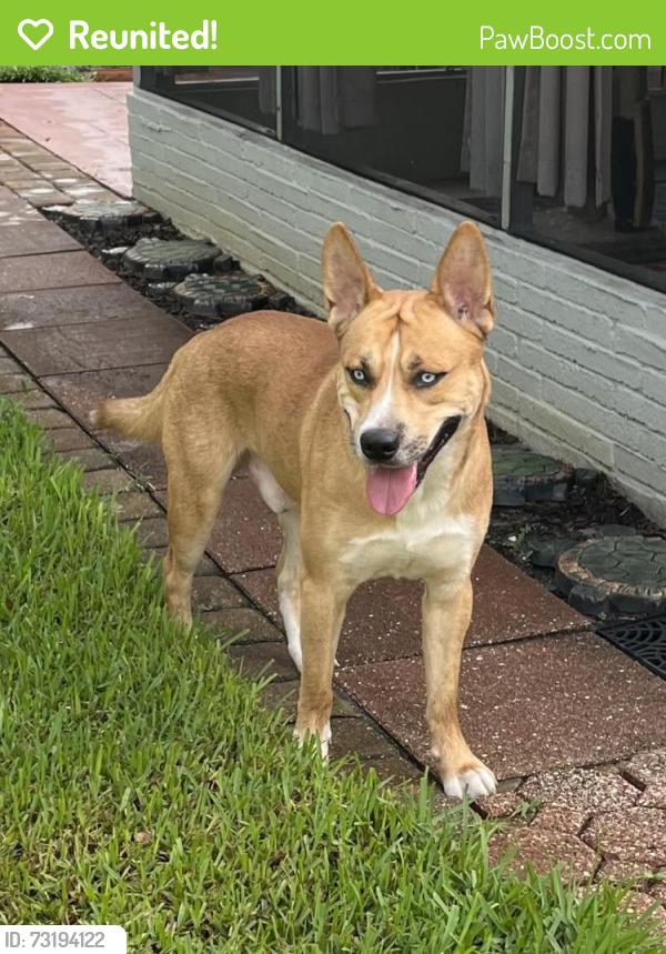 Reunited Male Dog last seen 57th St N and 24th Ter N, St. Petersburg, FL 33710