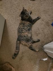 Reunited Female Cat last seen Protest Rd, W Boise Ave, Boise, ID 83706