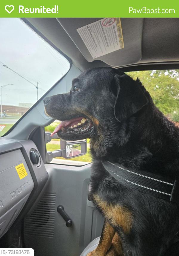 Reunited Female Dog last seen Target, Shorewood, IL 60404