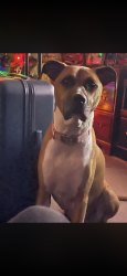 Lost Female Dog last seen Green Arbor Leasing Office, Columbus, OH 43217
