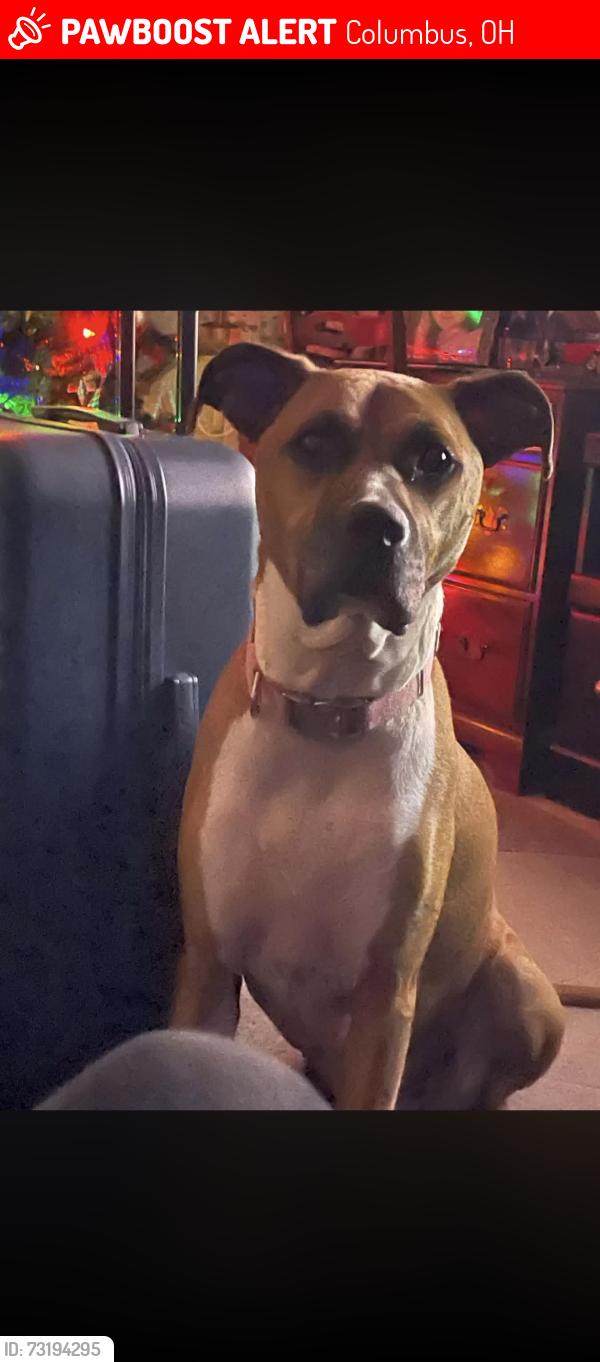 Lost Female Dog last seen Green Arbor Leasing Office, Columbus, OH 43217