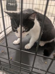 Shelter Stray Female Cat last seen Near Remington Rd, Knox County ASO, TN, 3201 Division St, Knoxville, TN 37919, USA