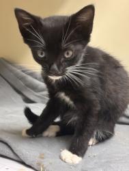Shelter Stray Female Cat last seen Near Remington Rd, Atlanta, GA 30341, 30341, GA, 3280 Chamblee Dunwoody Rd, Chamblee, GA 30341, USA