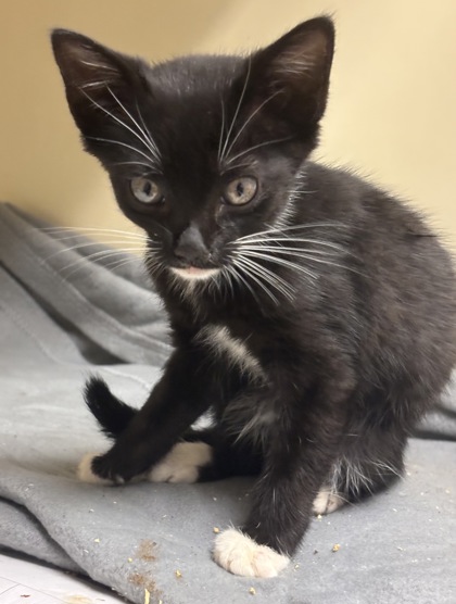Shelter Stray Female Cat last seen Near Remington Rd, Atlanta, GA 30341, 30341, GA, 3280 Chamblee Dunwoody Rd, Chamblee, GA 30341, USA