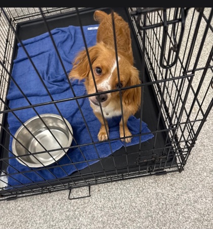 Shelter Stray Male Dog last seen Near Homesdale Ave, 21206, MD, 2490 Giles Rd, Baltimore, MD 21225, USA